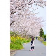 Sakura to Nanohana